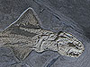 Abbildung: Fossil